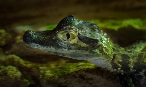 Nature reptile wild