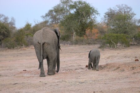 Baby animal africa