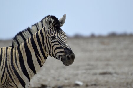 Wild animal zebra stripes crosswalk photo
