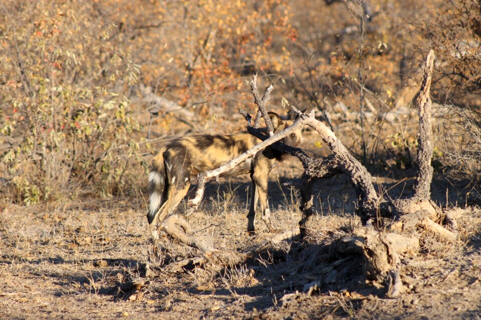 African wild dog kruger africa