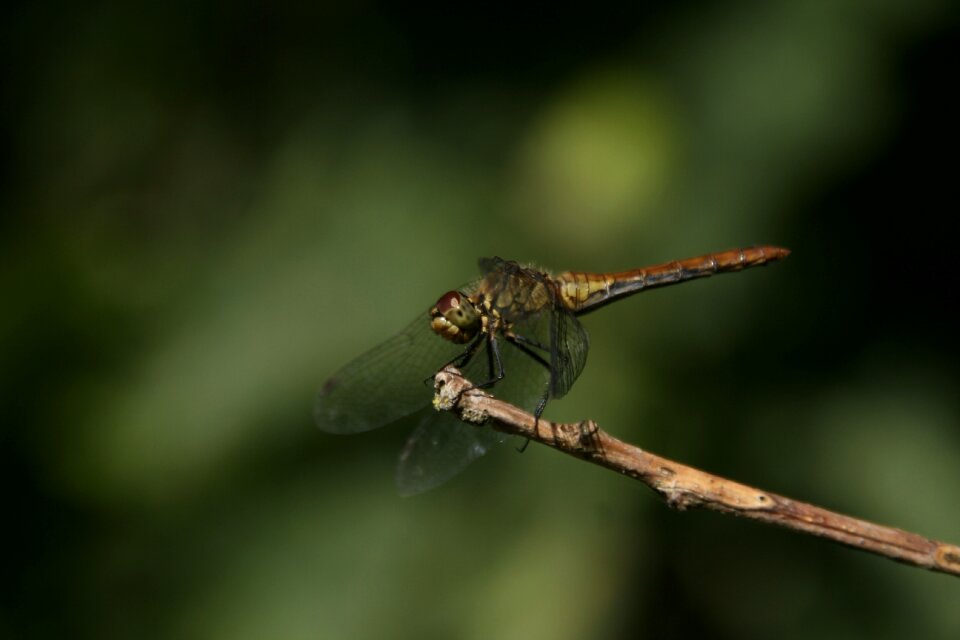 Dragonfly animal world evertebrat
