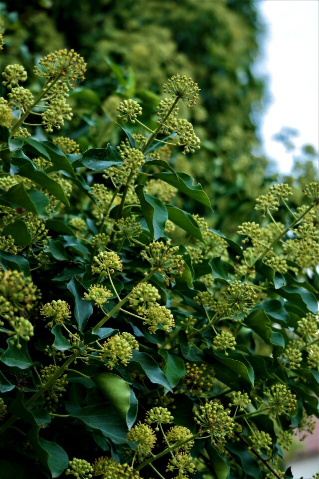 Flower plant toxic