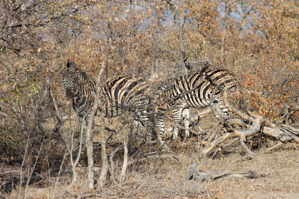 Africa disguise camouflage