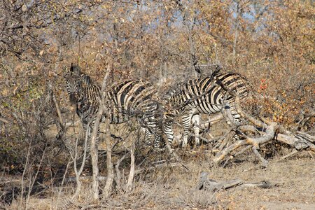Africa disguise camouflage