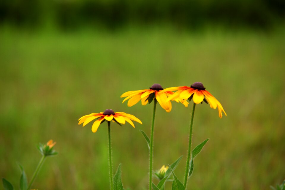 Flowers plants wildflower