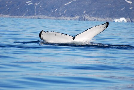 Fin norwegian sea mammal photo