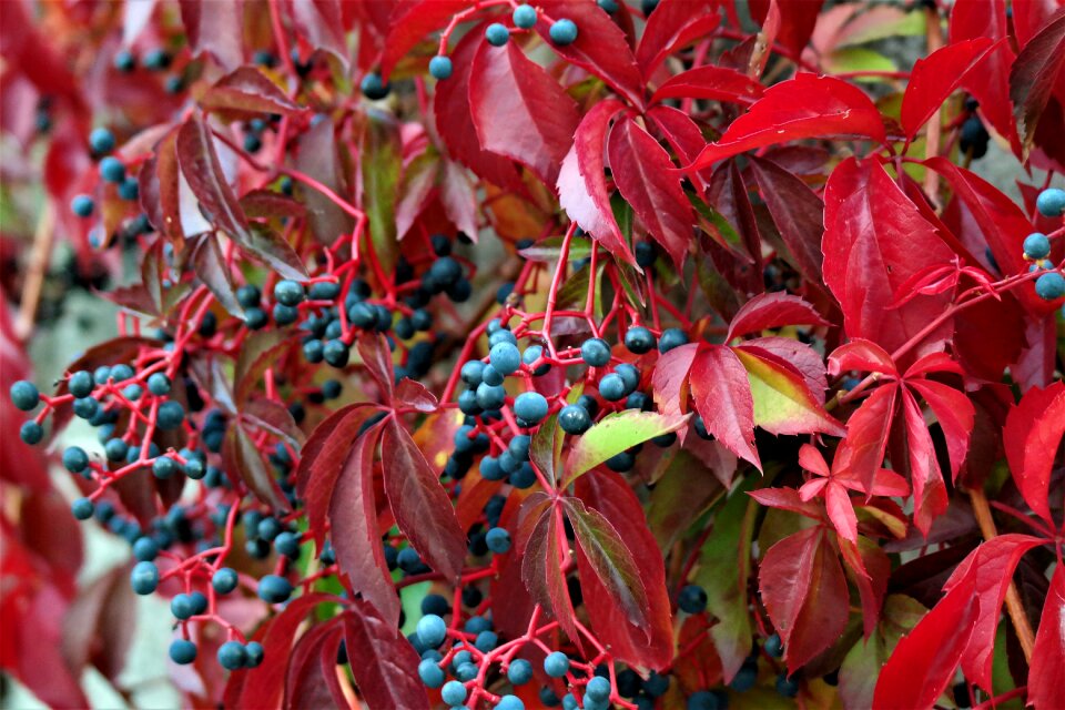 Autumn color berries