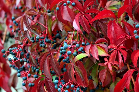 Autumn color berries