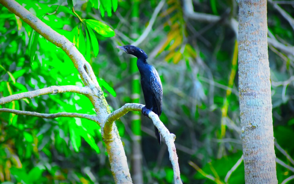 Tree wildlife tropical