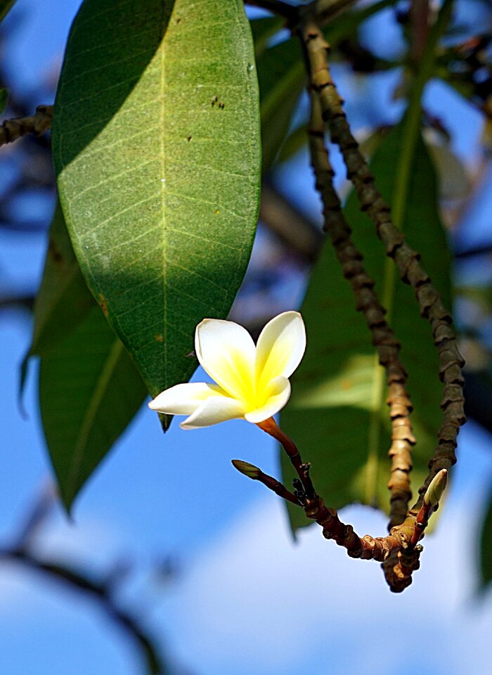 Frangipani petal delicate photo