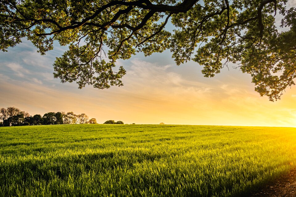 Agriculture farm nature