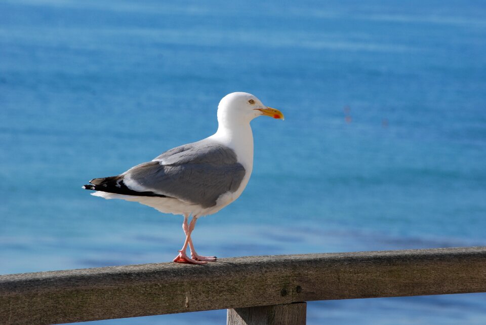 Feathers animal ocean