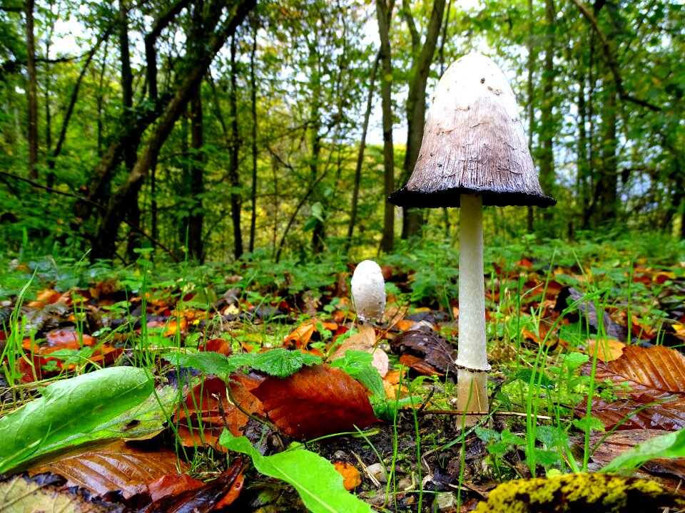 Tintenpilz asparagus mushroom autumn