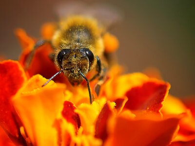 Landscape animal world close up photo