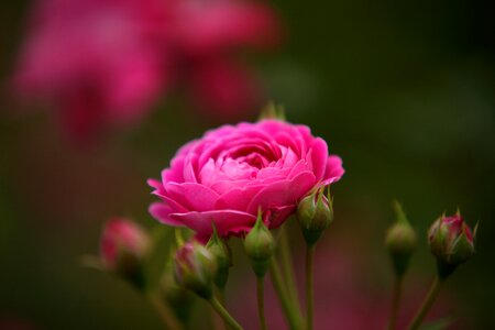 Garden summer rose photo