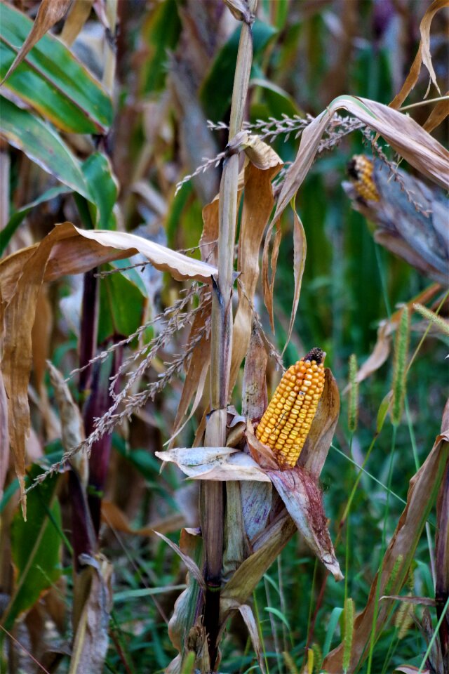 Autumn field agriculture