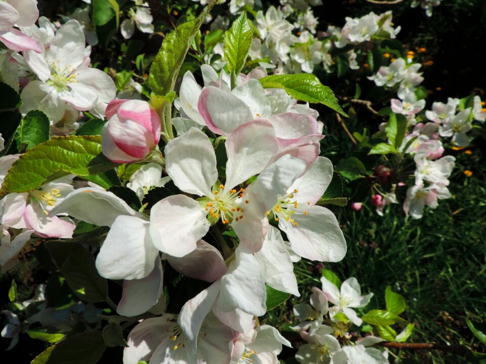 Apple blossom south tyrol plant