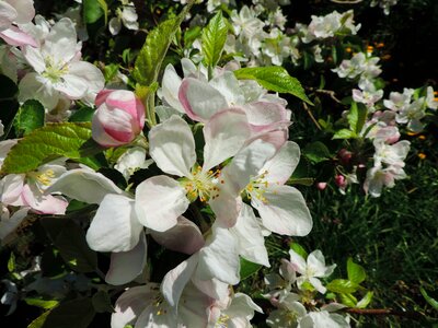 Apple blossom south tyrol plant