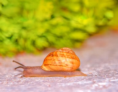 Away slimy shell
