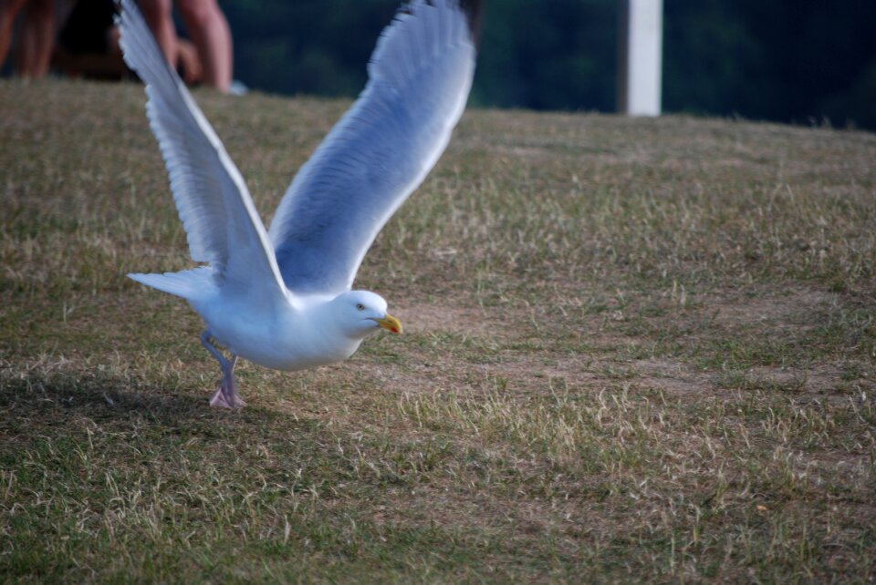 Feathers animal ocean