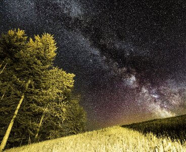 Trees night sky stars