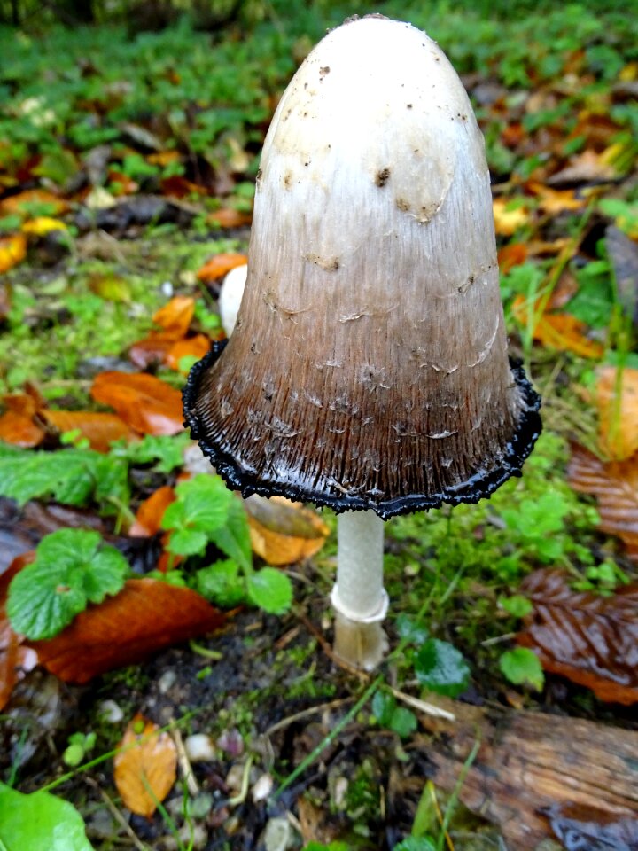 Tintenpilz asparagus mushroom autumn