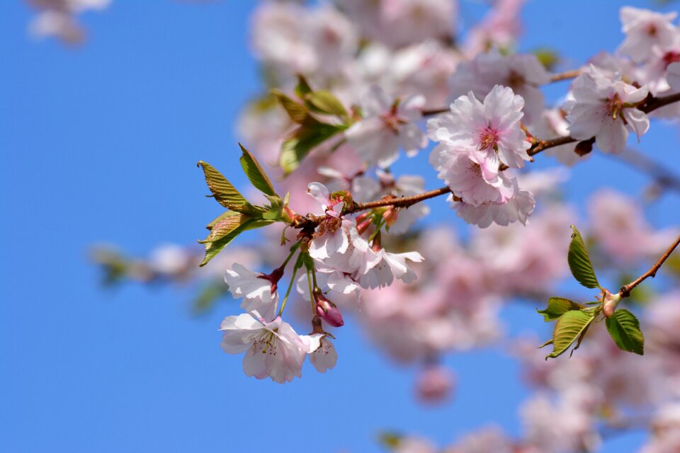 Pink flower nature photo