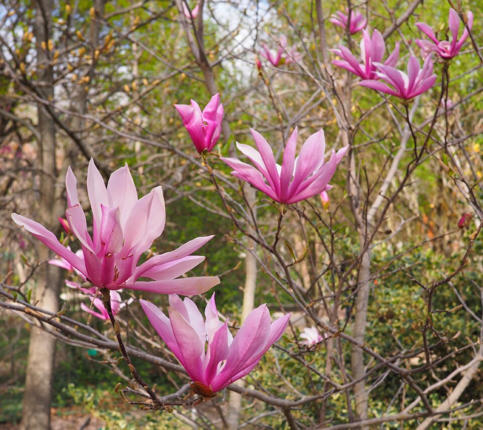 Flowers magnolia flowering