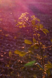 Evening sun plant bush