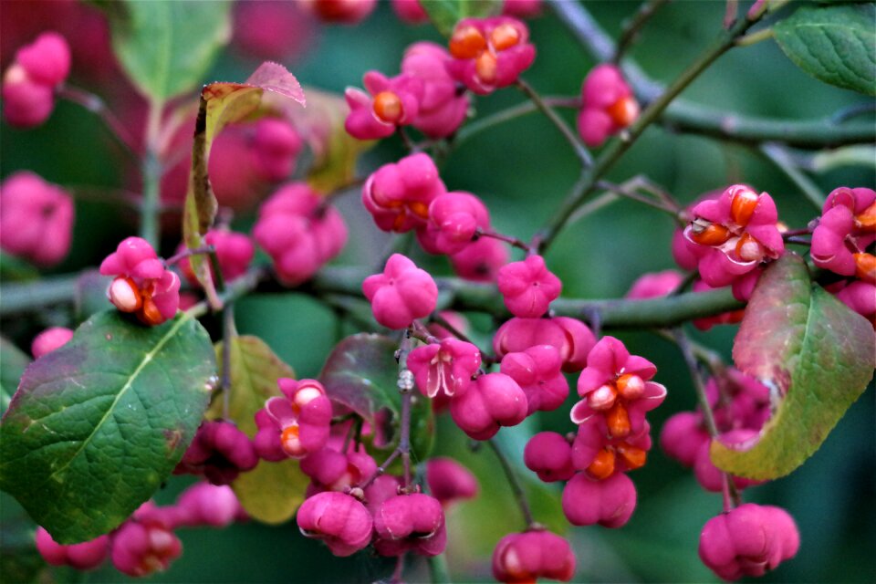 Spindle fortunei plant