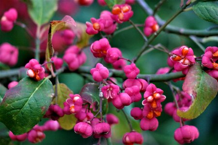Spindle fortunei plant