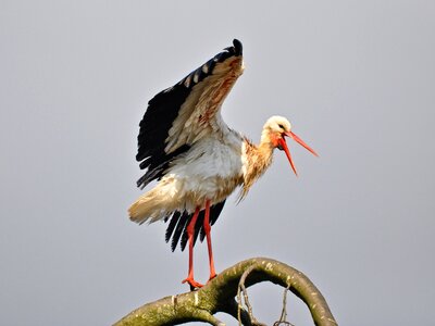 Waterbird wading bird ciconia ciconia photo