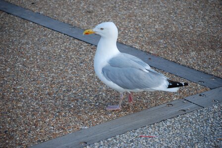 Feathers animal ocean photo