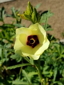 Garden flower okra