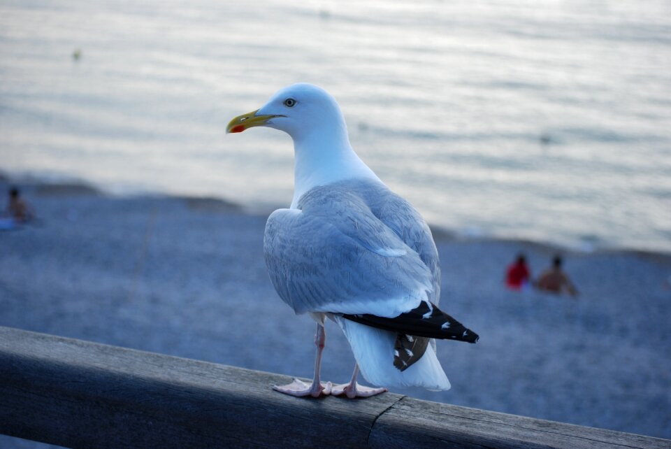Feathers animal ocean