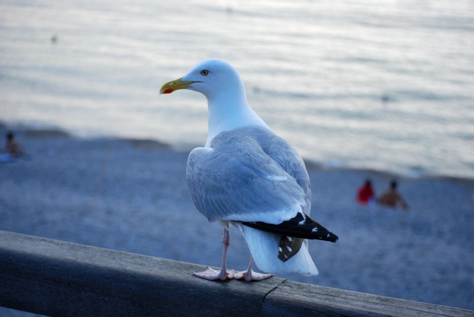 Feathers animal ocean photo