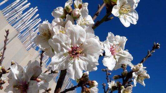 Blossom tree garden