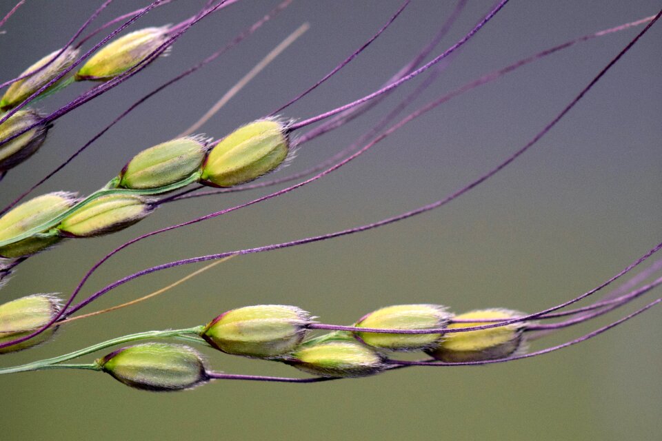 Ear cereals close up