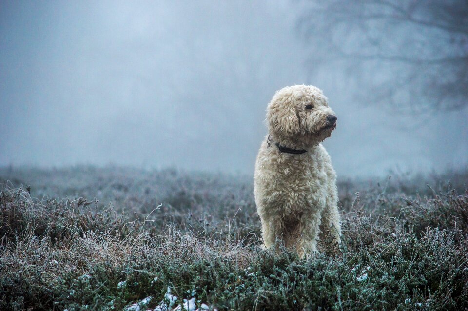 Fog mammal nature
