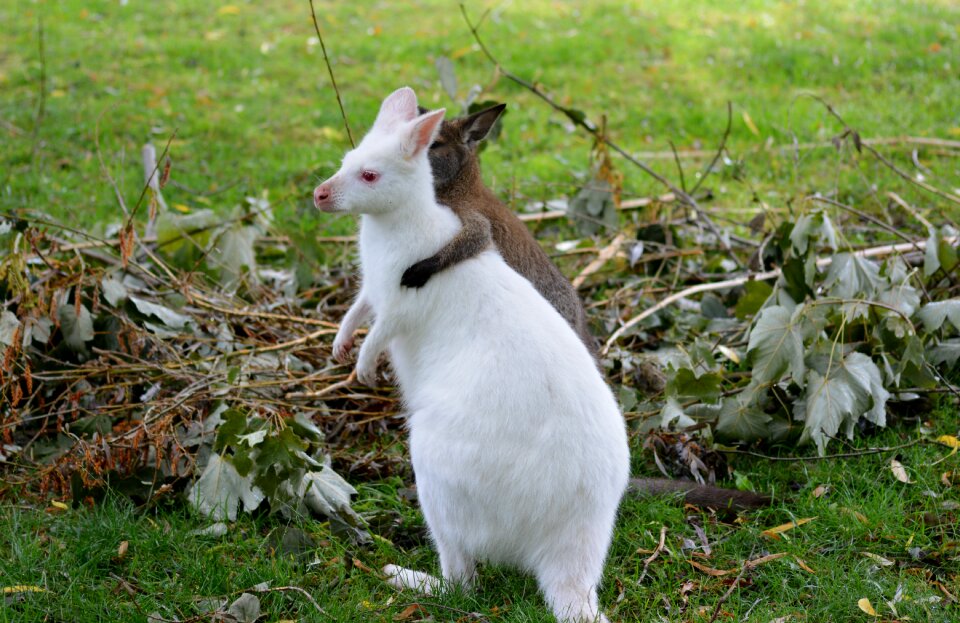 Mammal cute friends