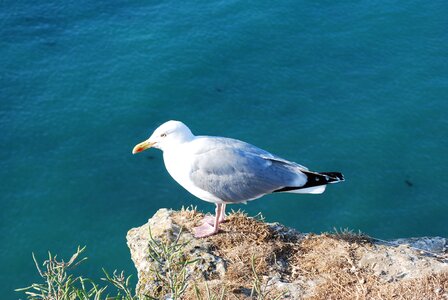 Feathers animal ocean photo