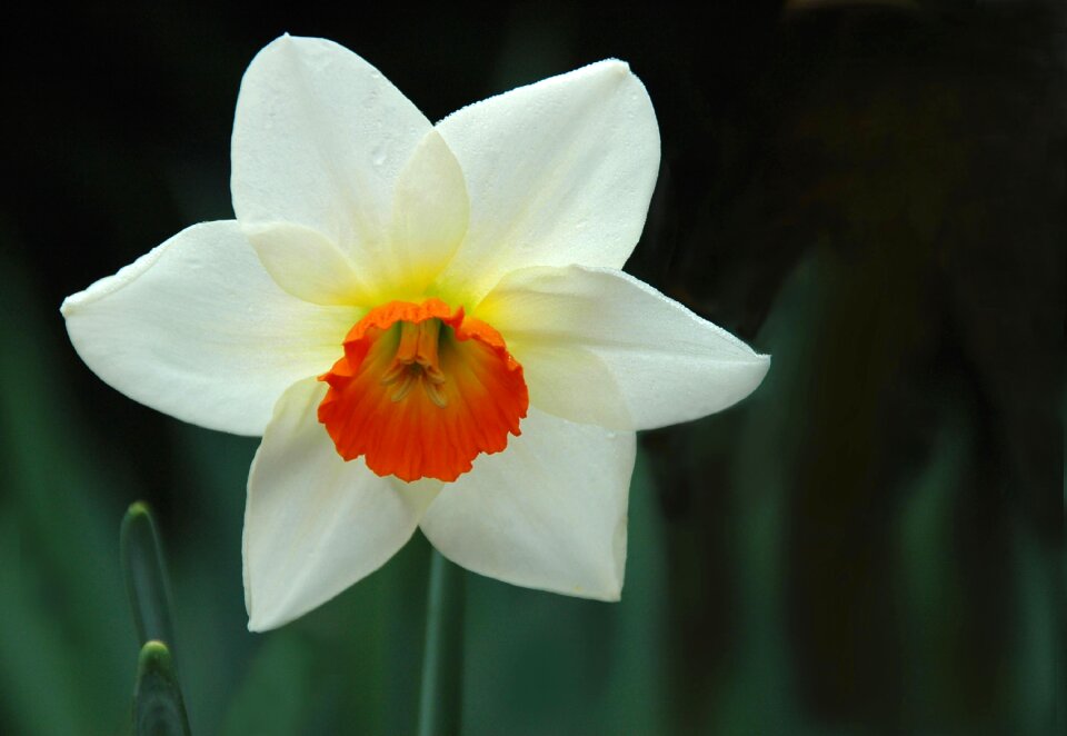 Flower garden white