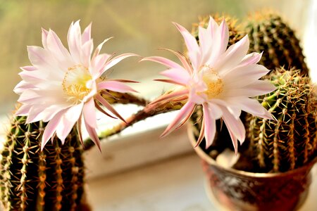 Nature cactus plant