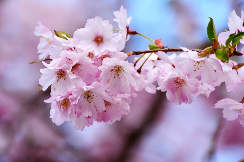 Pink flower nature