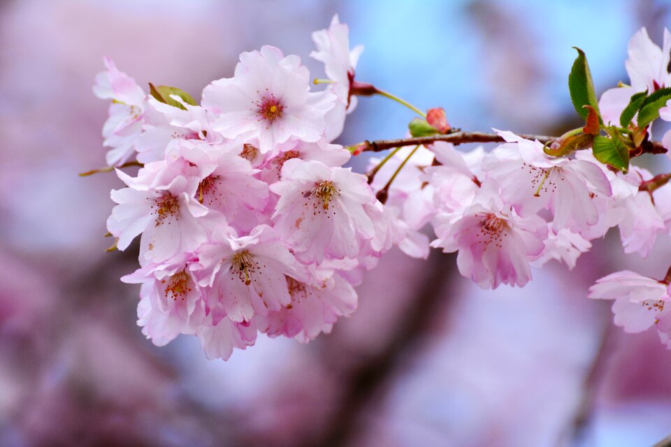 Pink flower nature photo