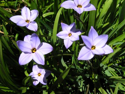 Spring garden nature