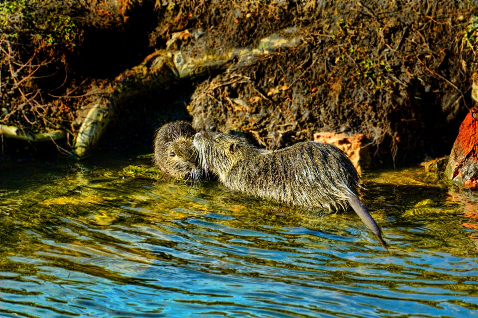 Nutria mother and child wild