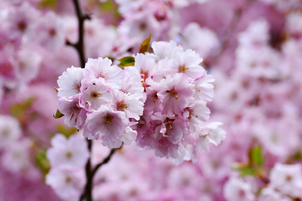 Pink flower nature
