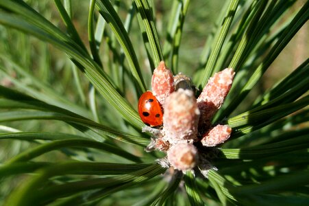 Insect dots conifer photo