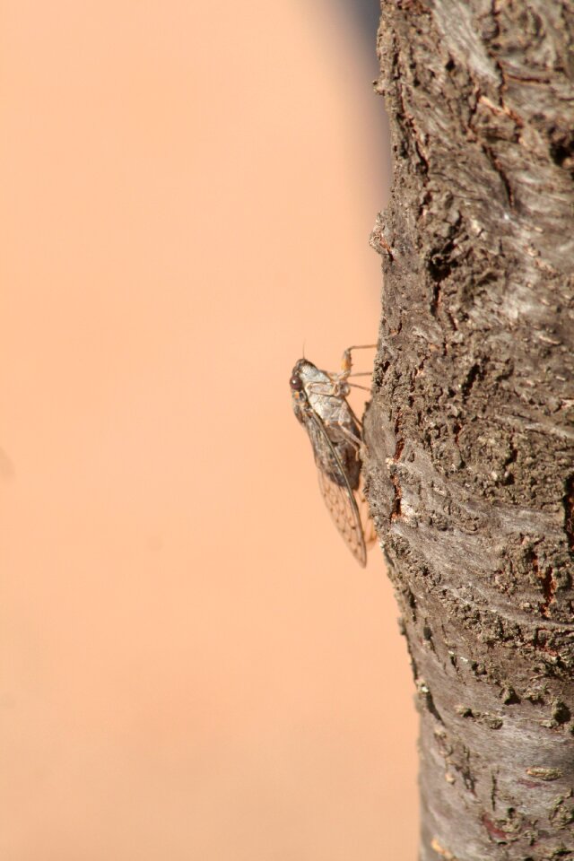Insect nature fauna